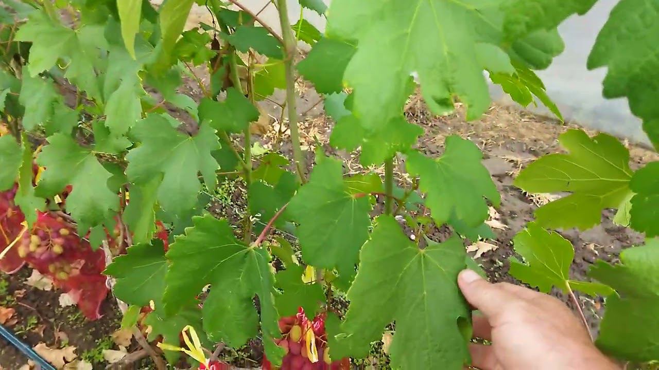 АНТРАКНОЗ. ВЕЧНАЯ БОРЬБА
