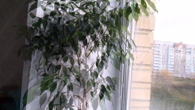 Комнатные растения Обзор моих растений в ноябре 2018 смотреть онлайн