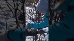 Укрытие магнолий на зиму