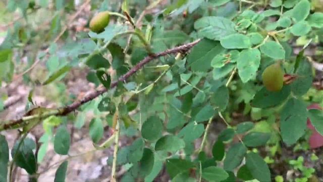 Дачный день воскресенье. Борьба с травой??Что растёт в лесу возле дачи???шашлыки??? #дача смотреть онлайн