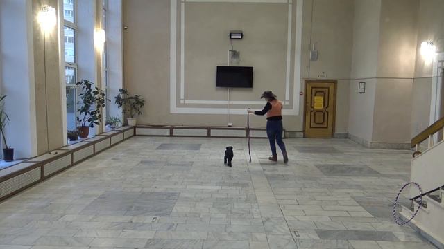 Дог шоу