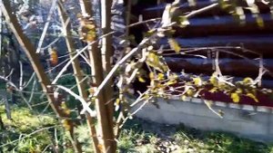 Дача. Что стало с олифой оксоль? 16.10.2021.