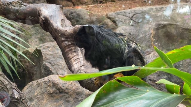 Тенерифе. Я такого не ожидал! Невероятный Лоро Парк. Канарские острова смотреть онлайн