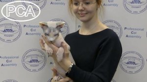 Канадский сфинкс голубой арлекин. Выставка кошек PCA on-line