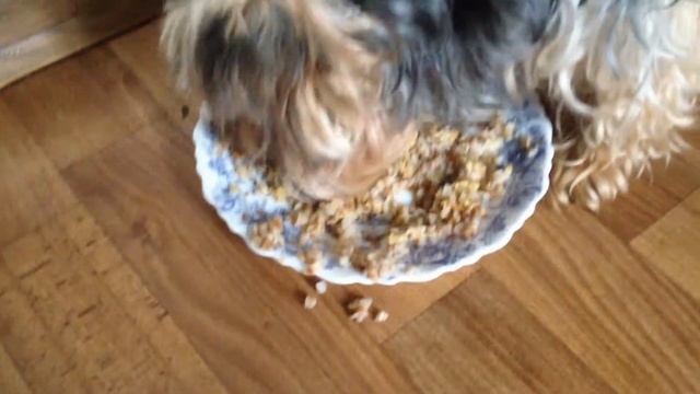 ГДЕ МЯСО? (Смешные животные) смотреть онлайн