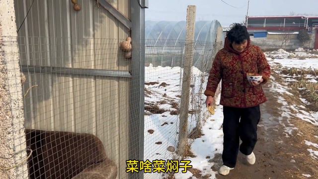 进入过年倒计时，中午照常大棚干饭，熬菜面条老几样，生活很简单
