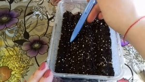 Левкой седой летний. Ошибки при посеве!