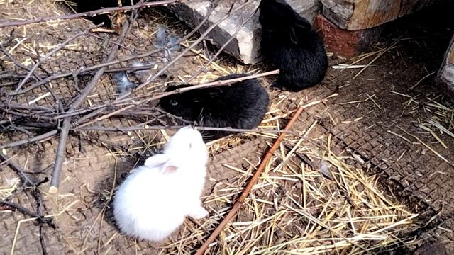 Содержание крольчат в вольере. смотреть онлайн