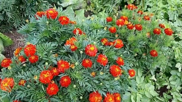 дача природа Ленинградская область 15 августа 2021 г. смотреть онлайн