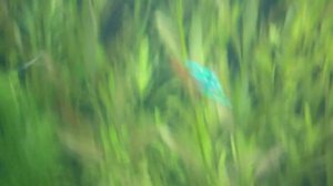 ЗАТЕНЕНИЕ АКВАРИУМА НА 2 СУТОК И БИЦИЛЛИН 5