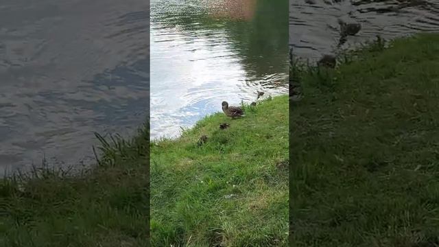 семейство крякв.