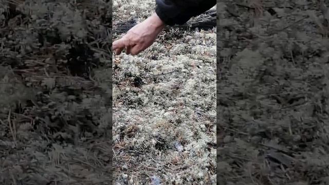 Как отвадить ворон смотреть онлайн