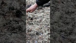 Как отвадить ворон