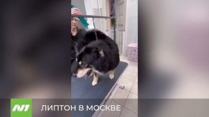 ЛИПТОН В МОСКВЕ