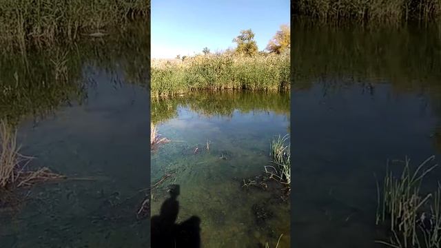 Болото. Опасность Стоячей Воды. смотреть онлайн