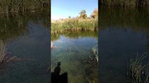 Болото. Опасность Стоячей Воды.