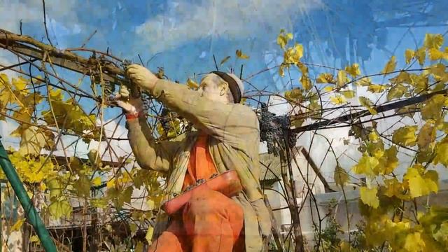Кое что о винограде "Изабелла".