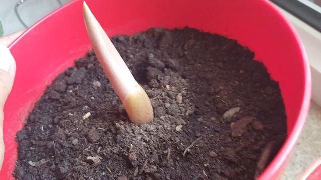 Аморфофаллус и сауроматум 2 смотреть онлайн