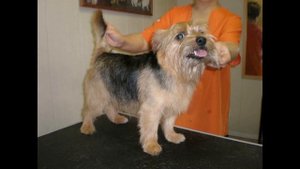 Норвич-терьер Описание породы