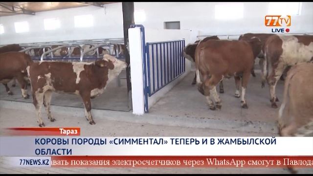 КОРОВЫ ПОРОДЫ «СИММЕНТАЛ» ТЕПЕРЬ И В ЖАМБЫЛСКОЙ ОБЛАСТИ