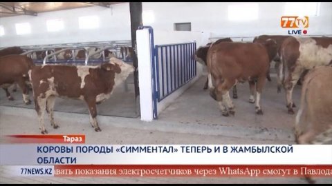 КОРОВЫ ПОРОДЫ «СИММЕНТАЛ» ТЕПЕРЬ И В ЖАМБЫЛСКОЙ ОБЛАСТИ