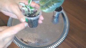 ФИАЛКА ОТ А ДО Я. ГИД ДЛЯ НОВИЧКА!!!