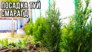 Посадка туй на участке вдоль забора | СМАРАГД
