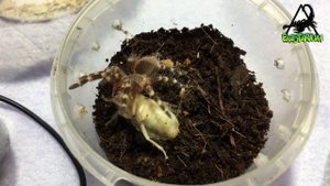 У меня новый питомец / Птицеед Hapalopus sp Columbia Gross / Pumpkin patch tarantula