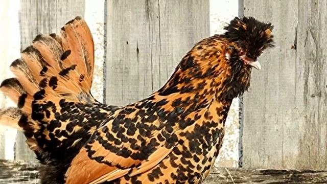 Павловская порода кур.. Часть 2 Породы и кроссы кур форум на Fermer.ru / Стр. 17