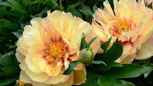 Пионы ИТО гибриды. Самые красивые сорта. смотреть онлайн