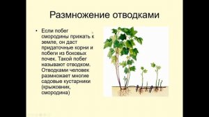 УЧИТЕЛЬ НА СТРИМЕ! Урок по биологии, 6 класс, тема: Вегетативное размножение растений