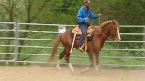 První jízda v novém "Cowhorse"sedle 