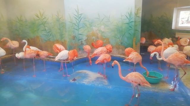 Фламинго смотреть онлайн