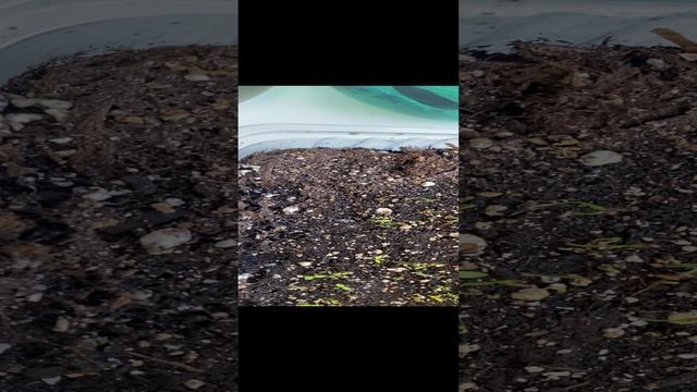 Ошибки проращивания рассады