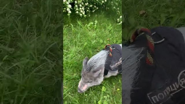 Гуляем с Хрю по Москве домашний Мини Пиг смотреть онлайн