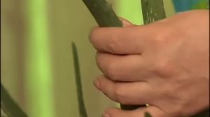 Все о пользе алое. Лайфхаки