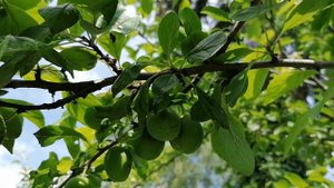 Новая Шарафуга от Поиска и плоды на привитых Алычах к сливам. Наш сад 2023.