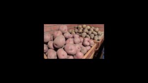 Как хранить картофель в погребе?