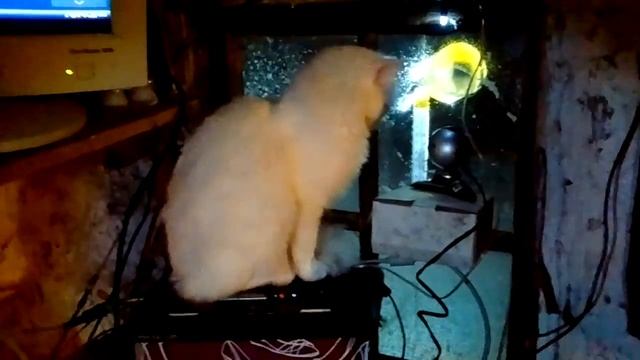 Снежок смотреть онлайн