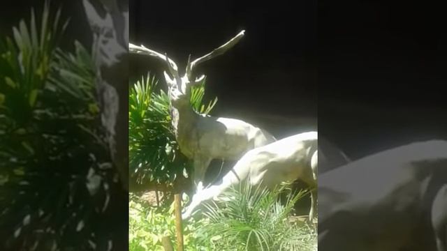 Дикие звери в городе.Знак.Стихи.Эстэр. смотреть онлайн