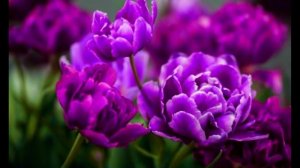 К сиянью вечному чрез мглу скорбей