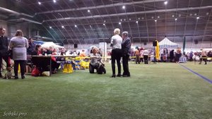 СКОТЧ-ТЕРЬЕР. Международная выставка «Планета собак» в Риге