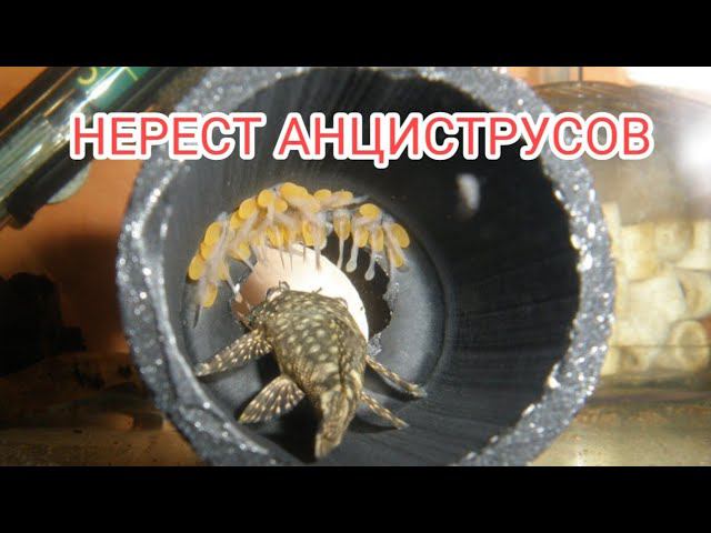 НЕРЕСТ АНЦИСТРУСОВ И УХОД ЗА МАЛЬКАМИ смотреть онлайн