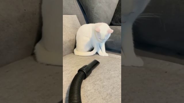 Звук пылесоса для кота