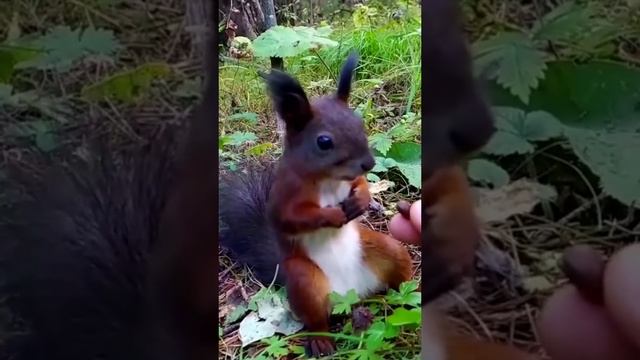 Белочка очнулась.
