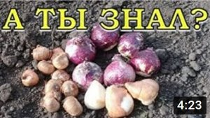 Какие ЦВЕТЫ посадить ОСЕНЬЮ????