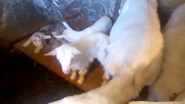 ЦЕНЫ НА КОЗЛЯТ? И НЕМНОГО О ДАРМОЕДАХ! смотреть онлайн