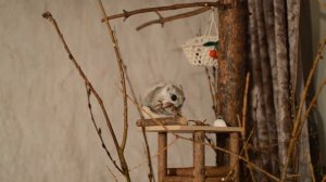 Flying Squirrel - Белка летяга Юня