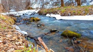 Лесной ручей. Звук ручья, Шум ручья, Звуки природы || Forest stream. The sounds of nature.