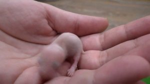 КОГДА МОЖНО БРАТЬ ХОМЯЧКОВ НА РУКИ ????? ПРИНЯЛА КАК РОДНОГО!!!